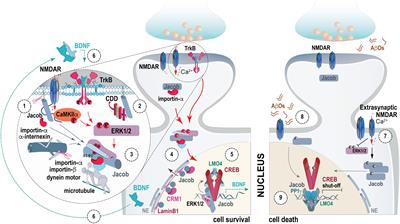 Jacob, a Synapto-Nuclear Protein Messenger Linking N-methyl-D-aspartate Receptor Activation to Nuclear Gene Expression